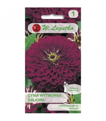 L - CYNIA DALIOWA FIOLETOWA VIOLET QUEEN 1g /1/
