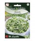 L - NK KIEŁKI SŁONECZNIK 40g /3/