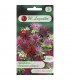 L - MONARDA PYSZNOGŁÓWKA MIX 0,1g /2/