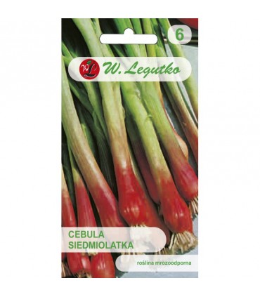 LW - CEBULA SIEDMIOLATKA CZERW. RED TOGA 2g /3/
