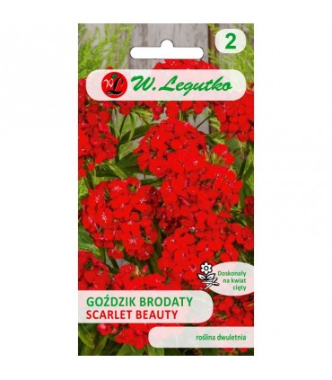 L - GOŹDZIK BRODATY SCARLET BEAUTY 0,5g /1/