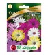 L - LUX OSTEOSPERMUM MIX 1g /3/