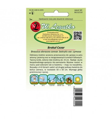 LW - BROKUŁ CEZAR 2g /3/
