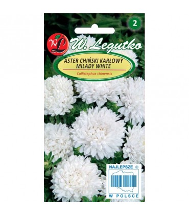 L - ASTER CHIŃSKI KARŁ. BIAŁY MILADY 1g /1/