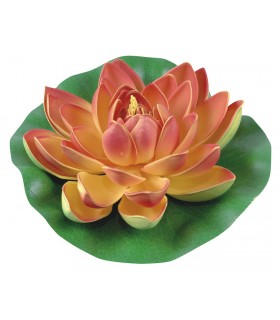 LILIA WODNA POMARAŃCZOWA 19cm