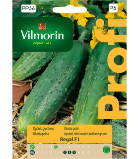 VP - OGÓREK GRUNT. REGAL F1 15N (P6)