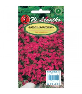 L - GOŹDZIK KROPKOWANY KARM/RÓŻ 0,3g /2/