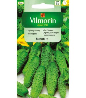 V - OGÓREK GR. ŚREMSKI F1 3G (3)