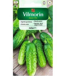 V - OGÓREK GR. JULIAN F1 5G (4)