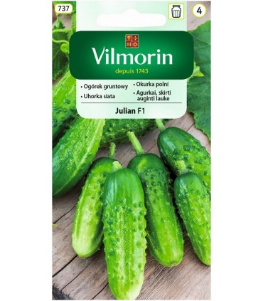 V - OGÓREK GR. JULIAN F1 5G (4)