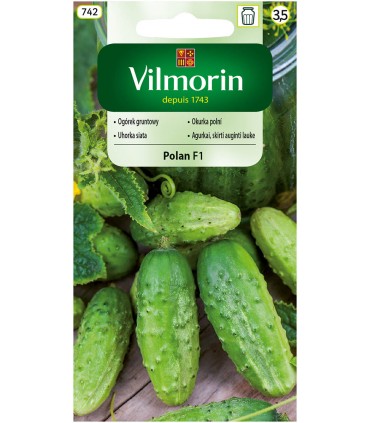 V - OGÓREK GR. POLAN F1 3G (3,5)